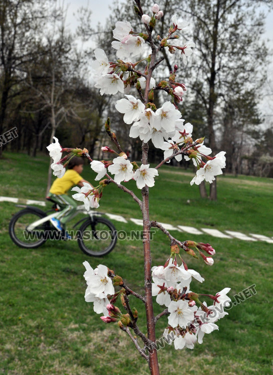 Сакурите на Ямача готови да смиряват хасковлии на пикник