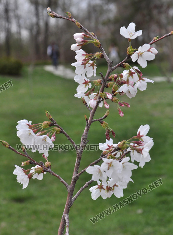 Сакурите на Ямача готови да смиряват хасковлии на пикник