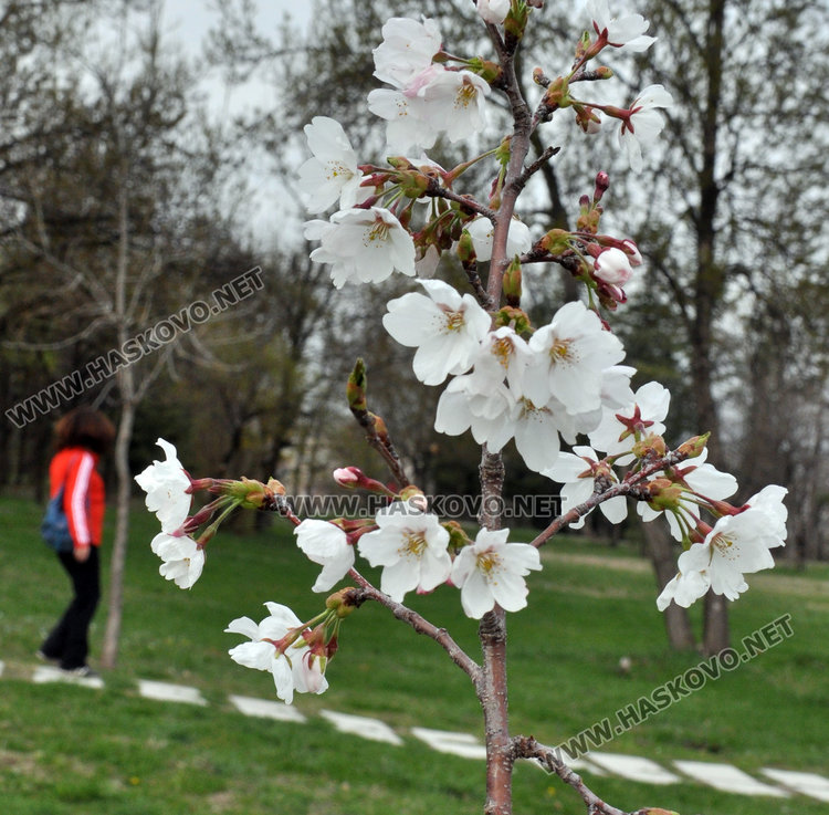 Сакурите на Ямача готови да смиряват хасковлии на пикник