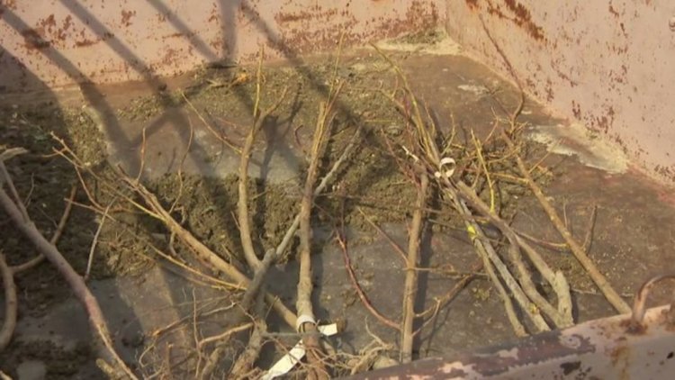 Раздадоха безплатни фиданки в кърджалийско село в деня за размисъл