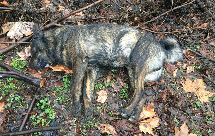 Хасковлия: Кучето ми се отрови в центъра на града, пазете децата!