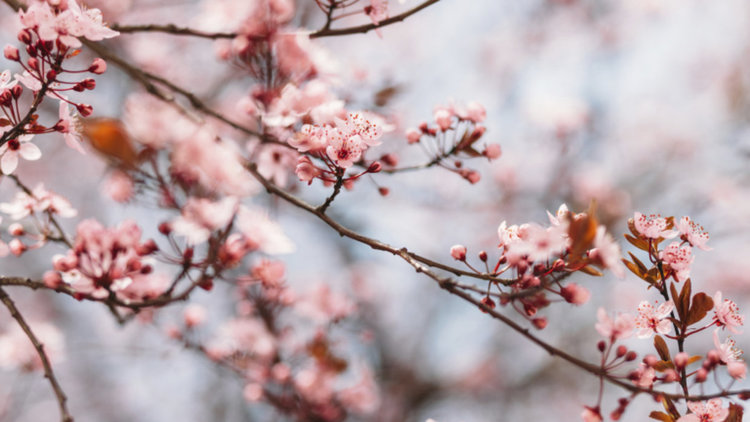 Температурите тръгват нагоре, разкъсана облачност 