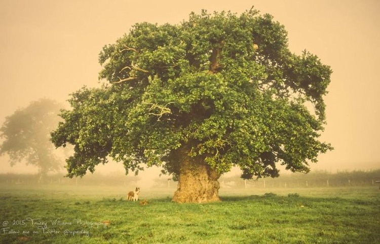 Бримонския дъб в Уелс
