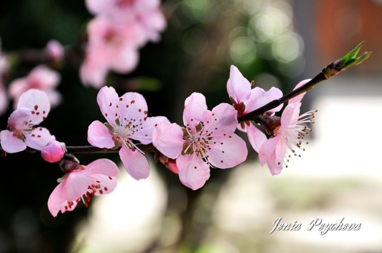 Истинска пролет,слънце в изобилие