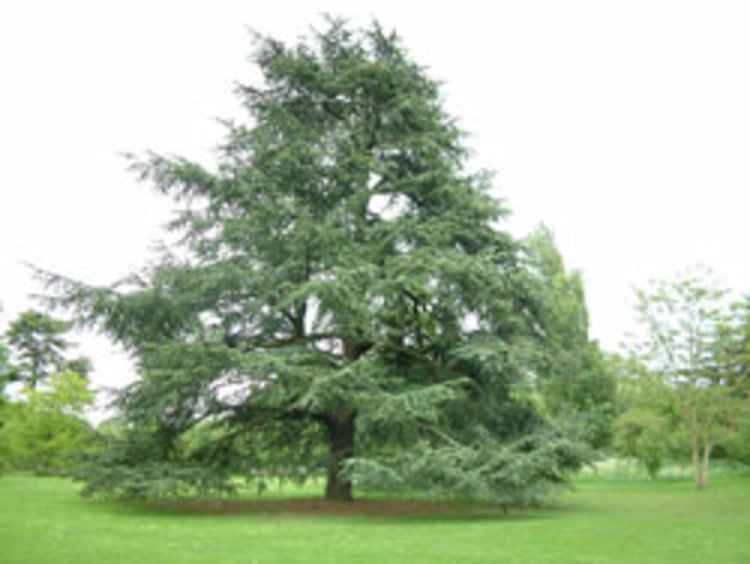 Кърджалийци ще получат безплатно атласки кедър за Седмицата на гората