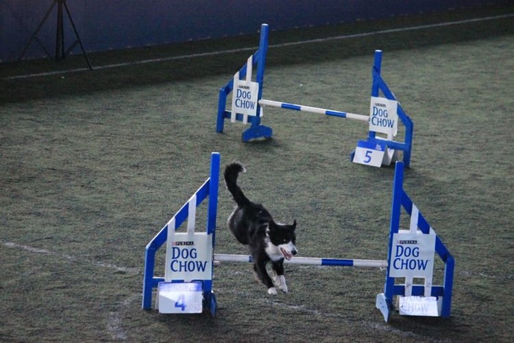 Отбори от 7 страни ще се надпреварват на аджилити състезание на стадиона в Първомай