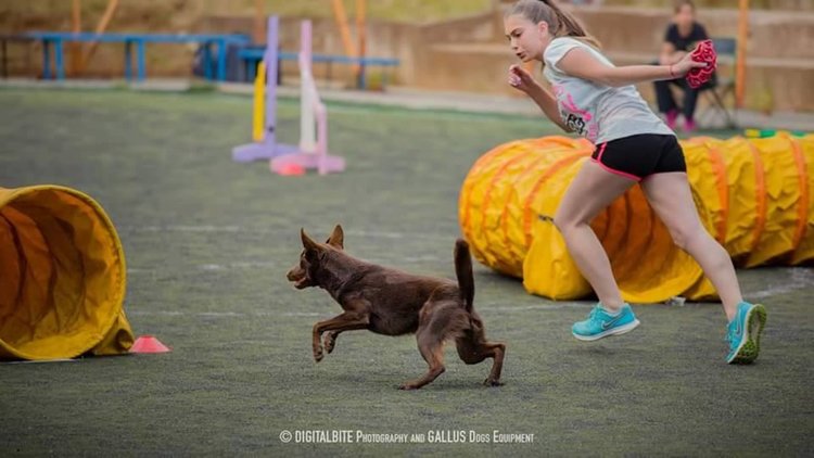 Отбори от 7 страни ще се надпреварват на аджилити състезание на стадиона в Първомай