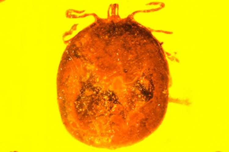 Сн.: Oregon State University