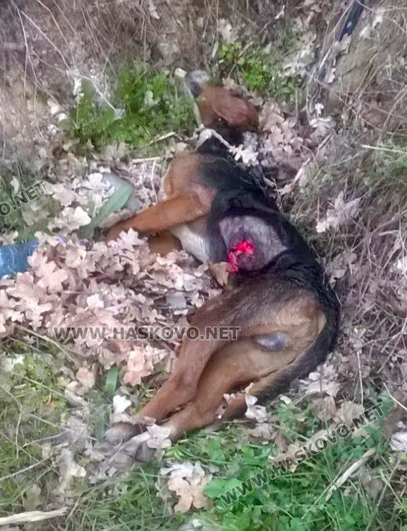 Злодей избива кучета в Книжовник, гърми в селото