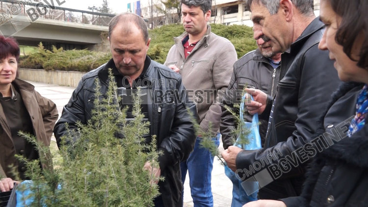 Над 3000 фиданки раздаде днес Южноцентралното горско предприятие в Смолян