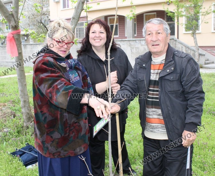 Дръвчето на пенсионерски клуб "Хан Аспарух"