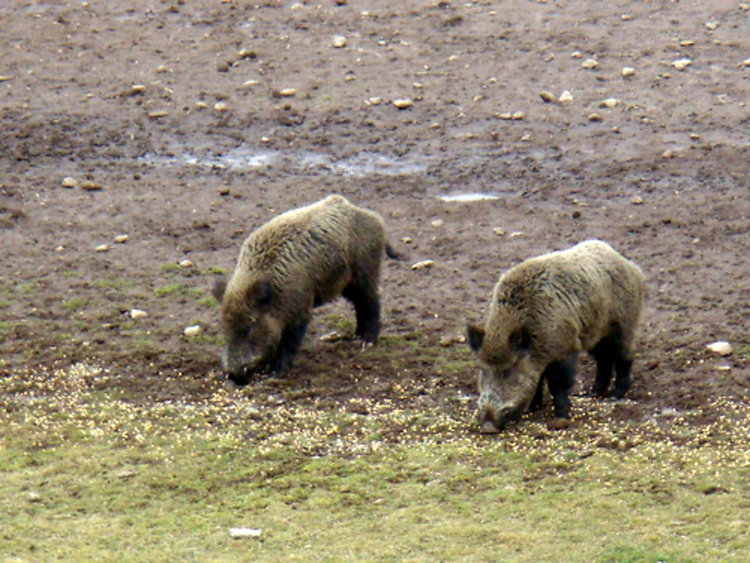 126 българи и 32-ма чужденци са ловували срещу заплащане в Смолянско