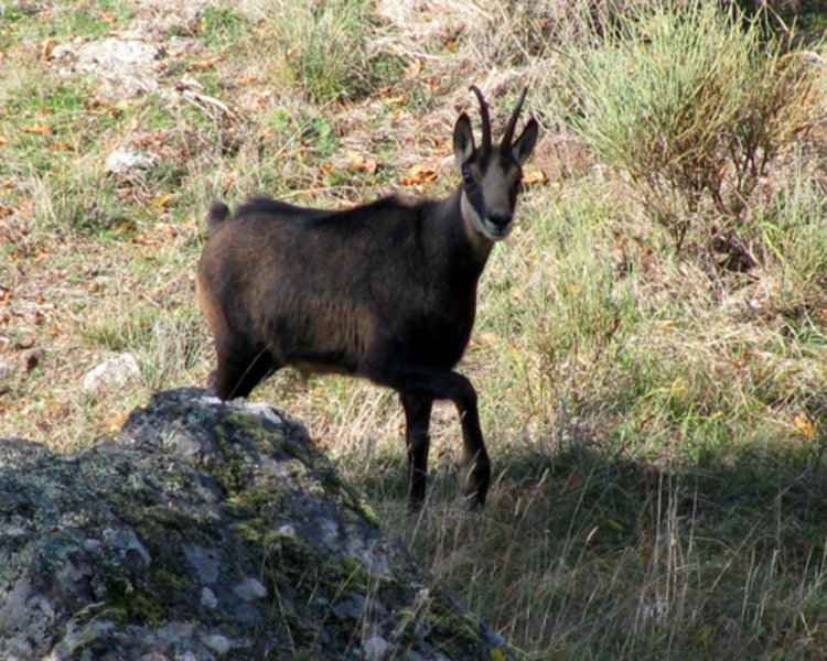 126 българи и 32-ма чужденци са ловували срещу заплащане в Смолянско