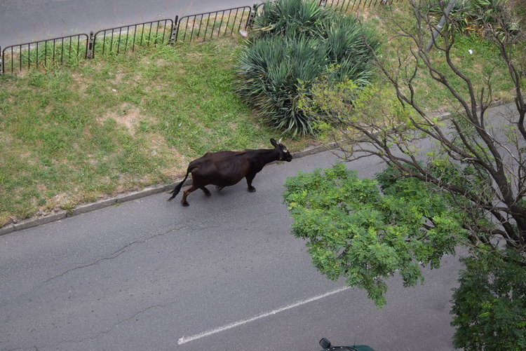 Полицията предават на екарисаж 15 крави,пуснати да пашуват свободно