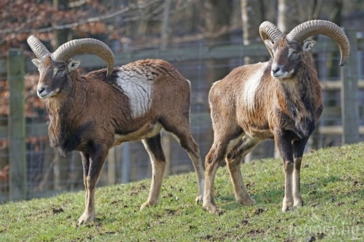 126 българи и 32-ма чужденци са ловували срещу заплащане в Смолянско
