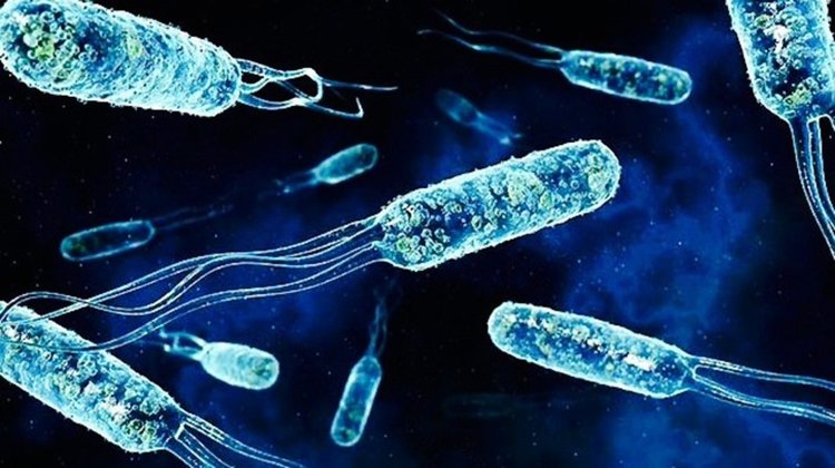 Японски учен откри на Витоша бактерия по-ценна от злато