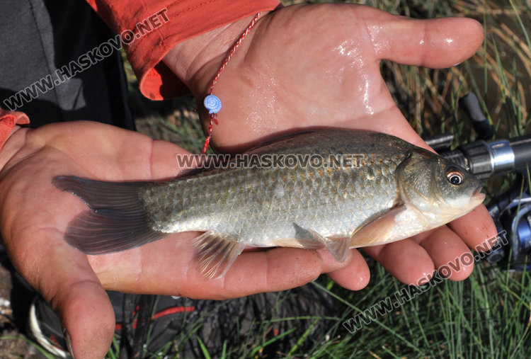 Рибари превзеха язовирите край Хасково дни преди забраната