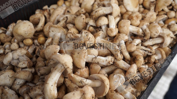 Рекордни цени за гъбите в Смолян, удариха 50 лева