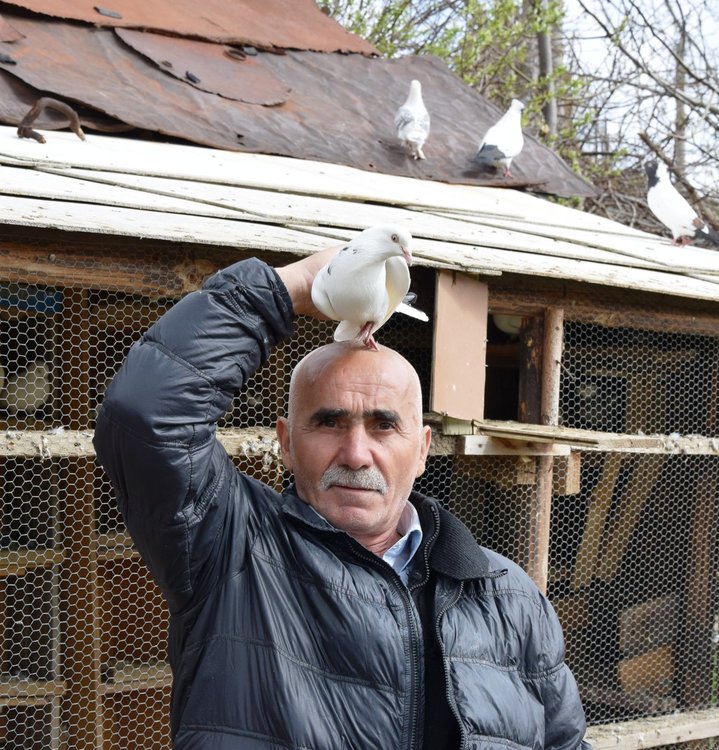 Над 100 гълъби отглежда Ферад от Млечино,намира спокойствие