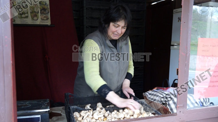 Рекордни цени за гъбите в Смолян, удариха 50 лева
