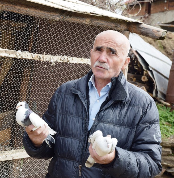 Над 100 гълъби отглежда Ферад от Млечино,намира спокойствие