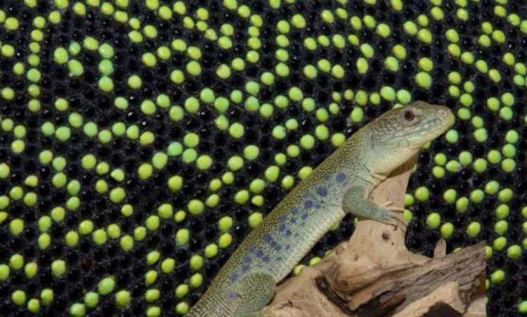 Mатематическа игра обясни окраската на гущерите