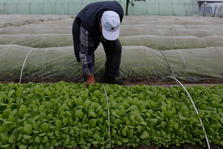До две седмици стартира разсаждането на тютюна 