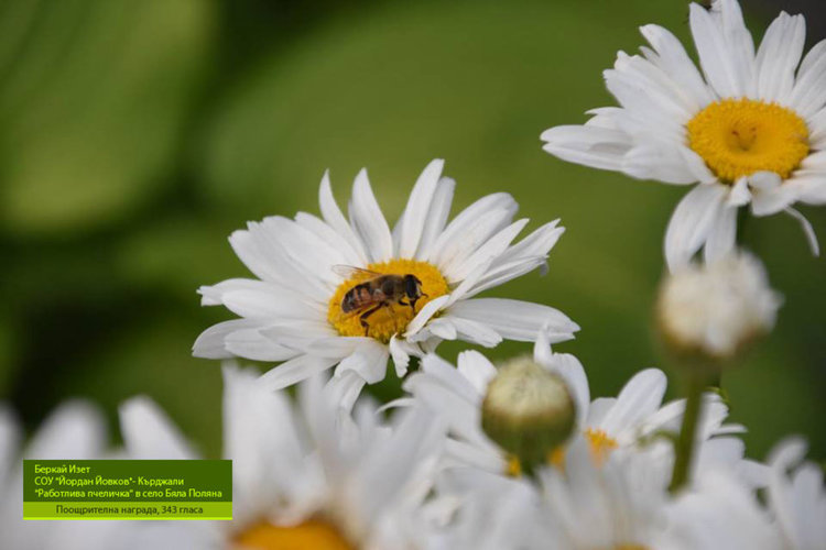 Наградената фотография