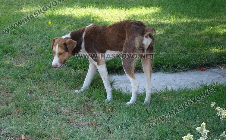 Започва обработката на тревните площи в Димитровград срещу кърлежи