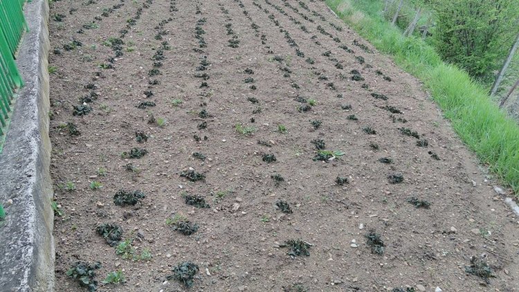 Слана попари рано засетите картофи в Смолянско