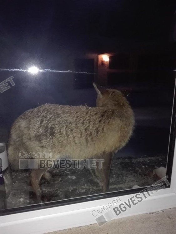 Снимка Йордан Йорданов