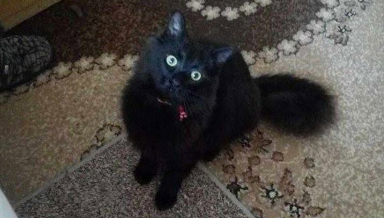Търси се черната котка Блеки