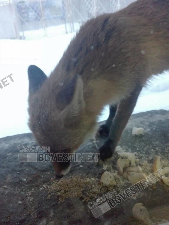 Снежанка приема храна от хората. Снимка Йордан Йорданов