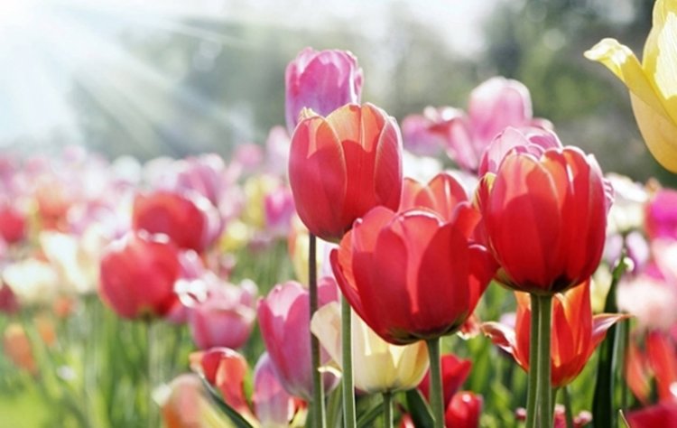 Слънчев вторник, гоним 20-те