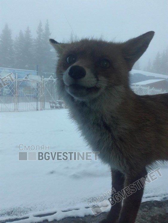 Снимка Йордан Йорданов