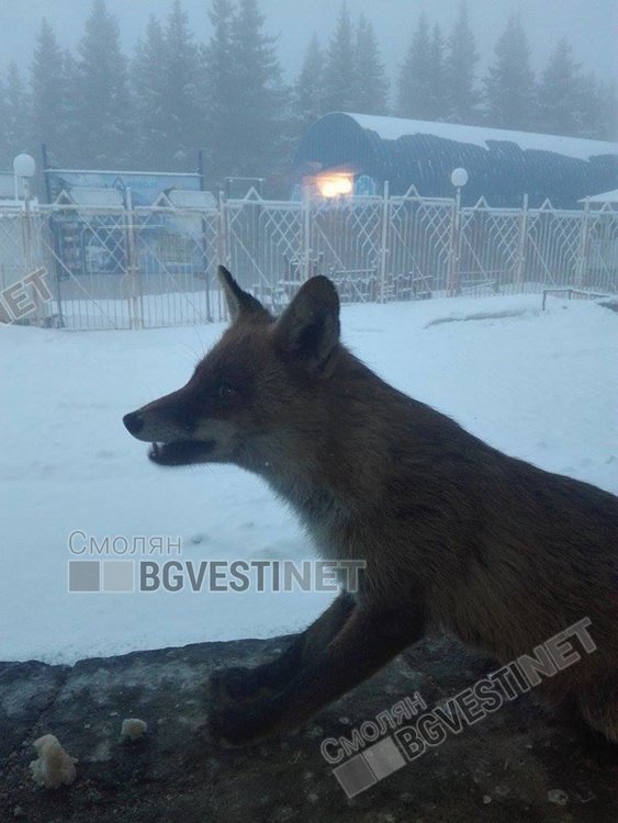 Снимка Йордан Йорданов