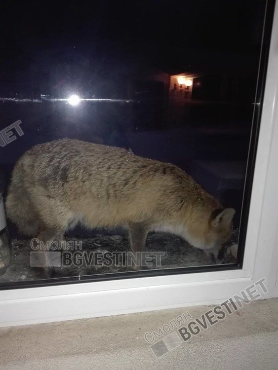 Лисичката любопитно наднича през прозореца. Снимка Йордан Йорданов