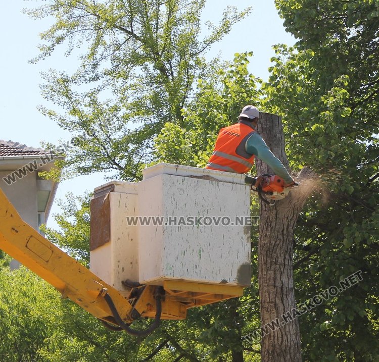 Премахнаха големия орех в парка до димитровградската библиотека