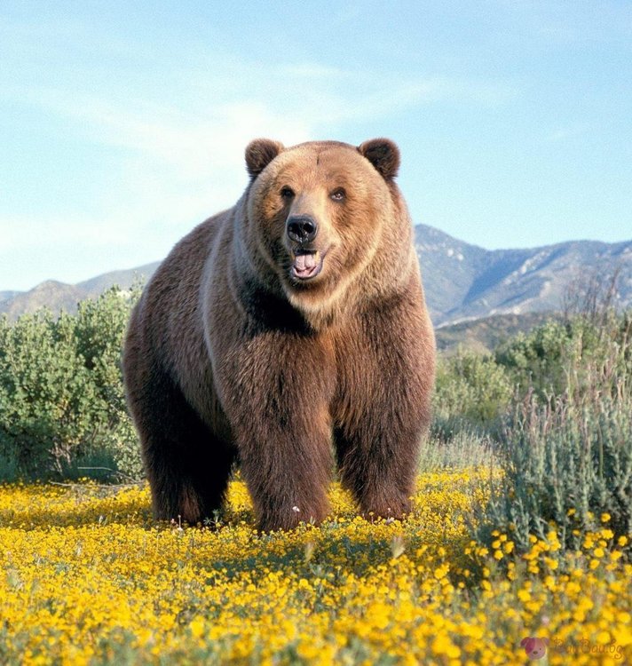 Мечка слезе на 3 километра от Смолян, нападна овце
