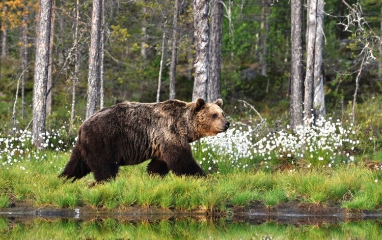 Мечка слиза до градините на хората в Ябълковец