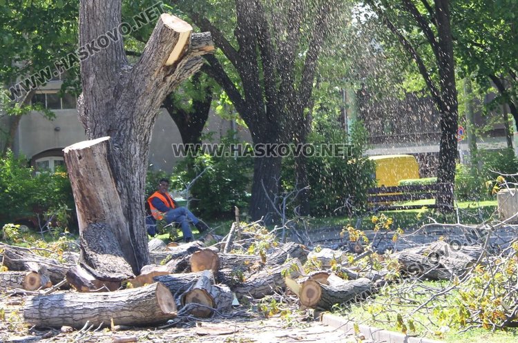 Премахнаха големия орех в парка до димитровградската библиотека