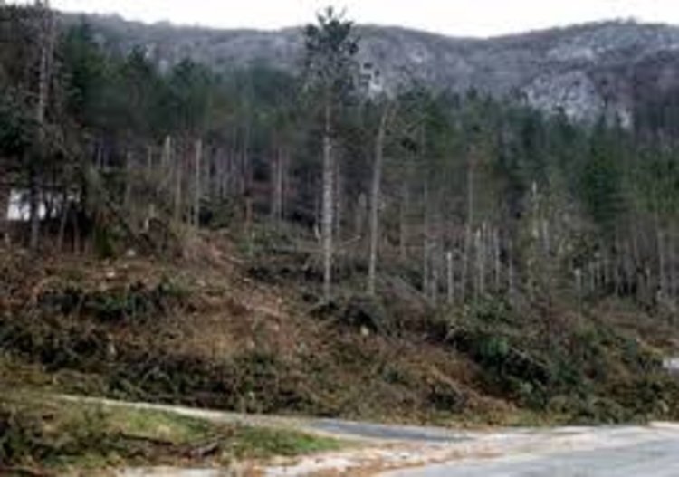 Горите в Кърджалийско съхнат,мори ги корояд