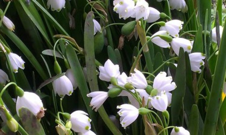 Забранява се ползването на блатно кокиче от находищата на територията на РИОСВ- Хасково