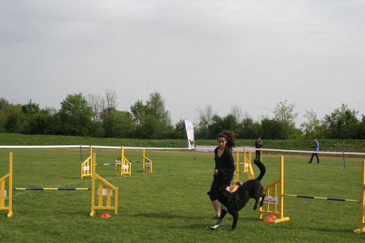 Започна The dog show Първомай 2017