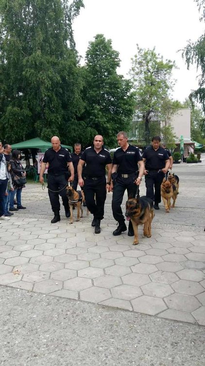 Най-опитните служебни кучета дефилираха в Първомай