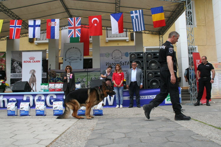 Най-опитните служебни кучета дефилираха в Първомай