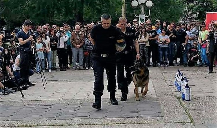 Най-опитните служебни кучета дефилираха в Първомай