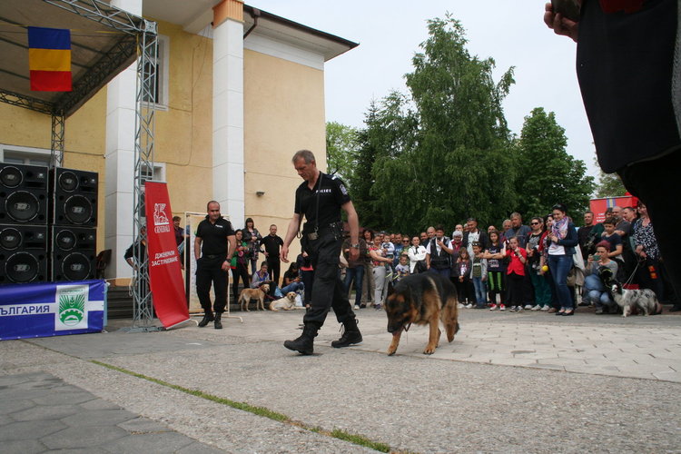 Най-опитните служебни кучета дефилираха в Първомай