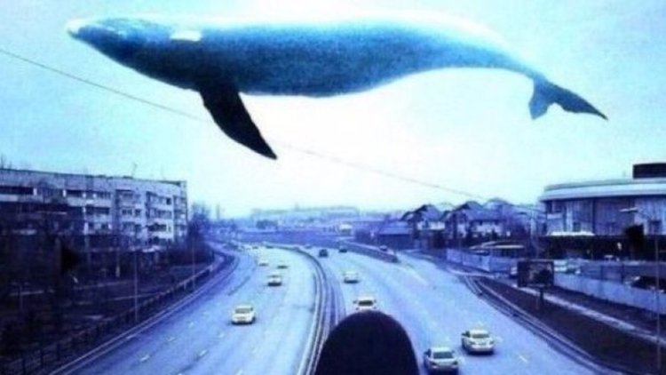 Здравната инспекция в Смолян организира кампания срещу играта "Син кит"