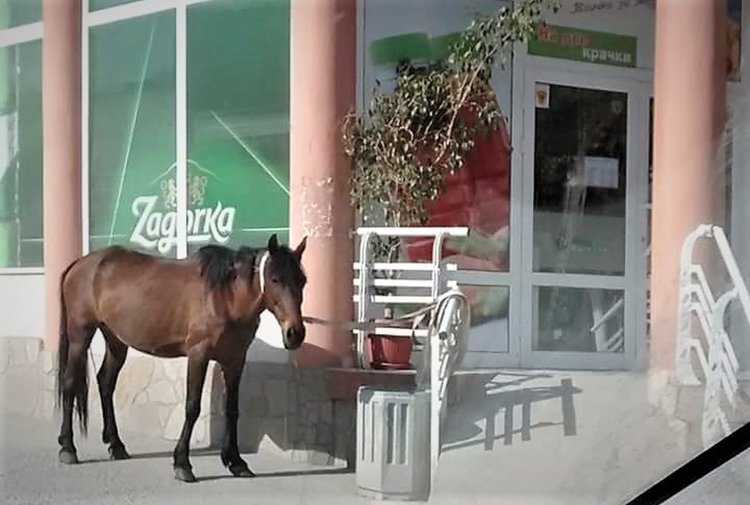 Бездомни коне пак се скитат в Орфей, КОРЗ: Нямаме сигнали